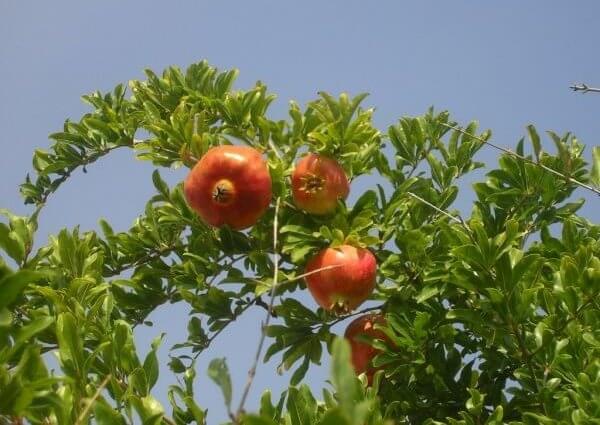 Nar Tarımı Nasıl Yapılır? Nar