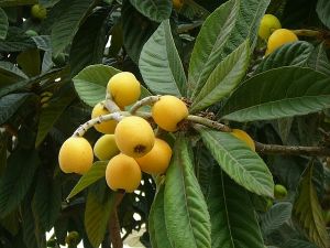 Yenidünya - Malta Eriği Meyvesi Faydaları