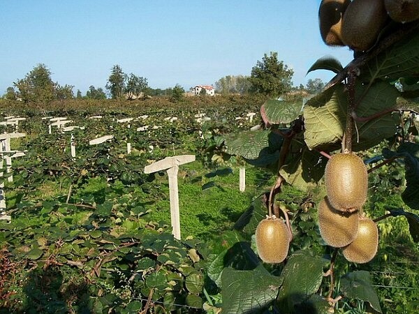 Kivi Meyvesi Faydaları