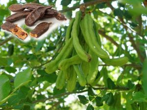 Keçiboynuzu Meyvesi Faydaları