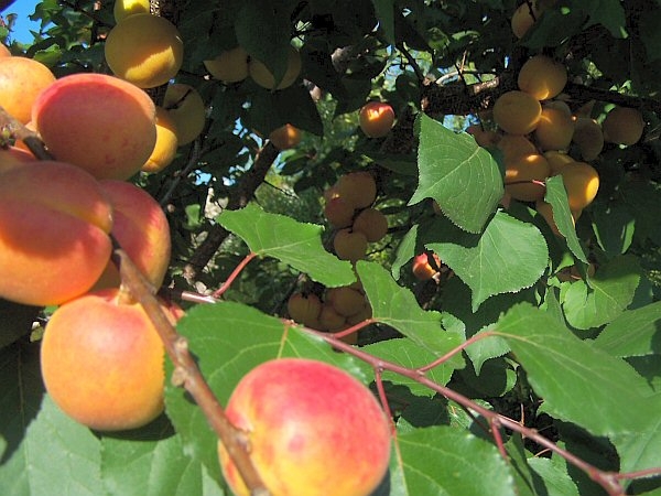 Kayısı Meyvesi Faydaları Ve Zararları Nelerdir?