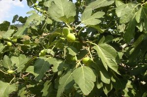 İncir Meyvesi Faydaları