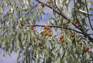 İğde Meyvesi Faydaları