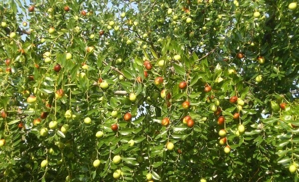 Hünnap Meyvesi Faydaları ve Zararları