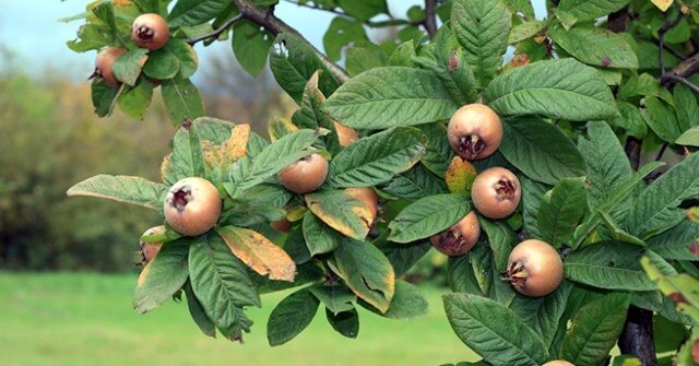 Döngel Meyvesi (Muşmula) Faydaları