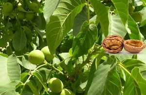Ceviz Meyvesi Faydaları Ve Zararları Nelerdir?
