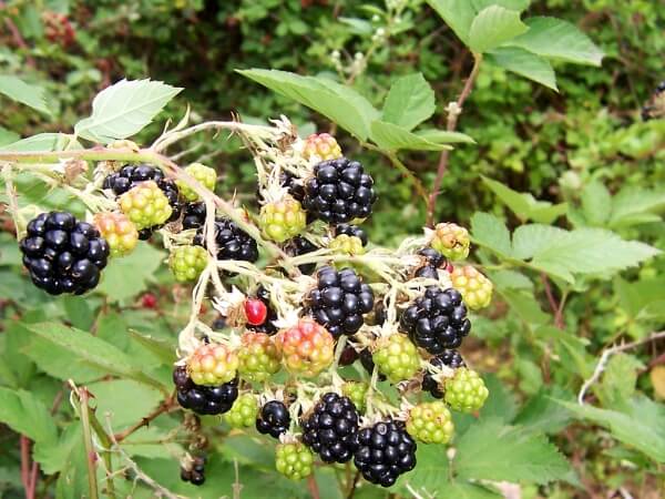 Böğürtlen Meyvesi Faydaları