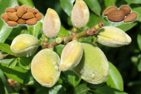 Badem Gübrelemesi Nasıl Yapılır? Badem Meyvesi Faydaları