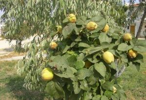 Ayva Meyvesi Faydaları