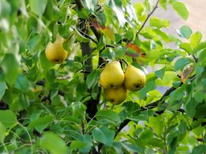 Armut Meyvesi Faydaları
