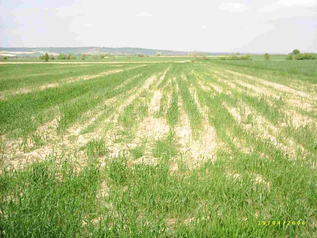 Kireçli Topraklarda Gübreleme Nasıl Olmalıdır? Kireçli Topraklarda Gübreleme Nasıl Olmalıdır?