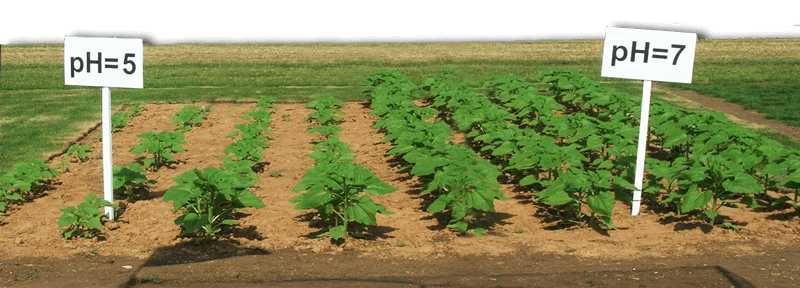 Kireçli Topraklarda Gübreleme Nasıl Olmalıdır? Kireçli Topraklarda Gübreleme Nasıl Olmalıdır?