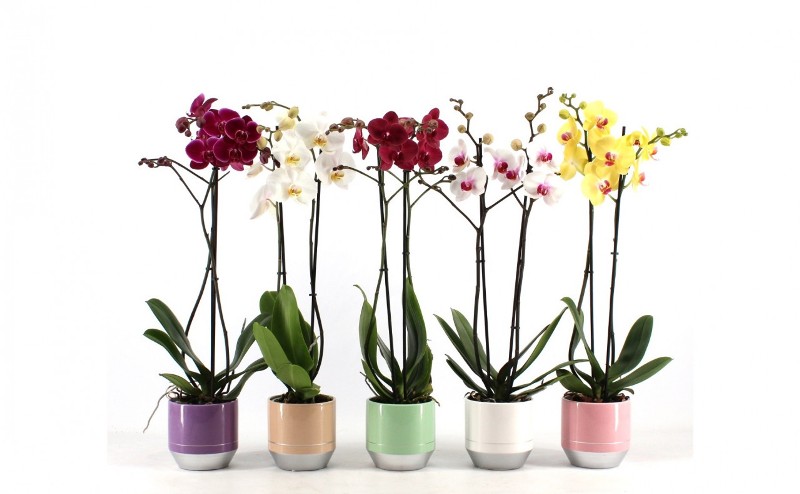 Yaygın Orkide Hastalıkları Nelerdir?