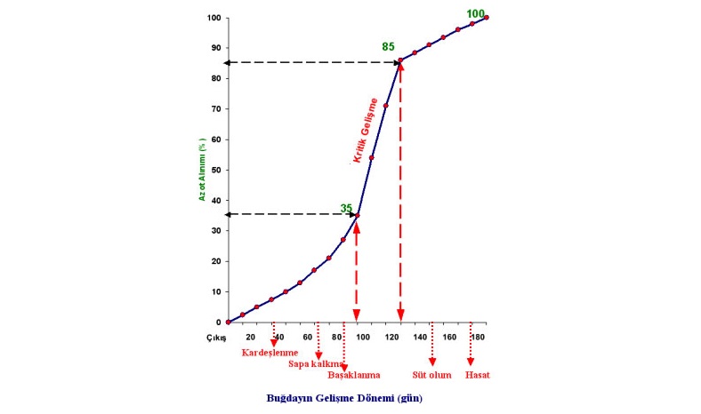 Buğdayda Azotlu Gübrelemenin Önemi Nelerdir?
