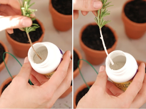 Çelik Nedir, Nasıl Köklendirilir? Köklendirme hormonu kaç ppm olmalı?