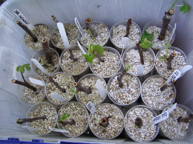 Çelik Nedir, Nasıl Köklendirilir? Köklendirme toprağı nasıl olmalı?