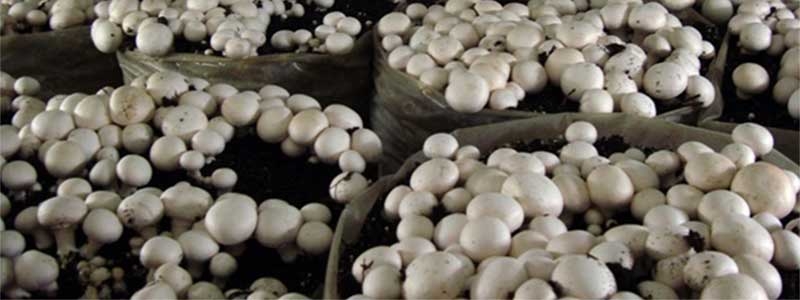 Kültür Mantarı Üretim Odaları