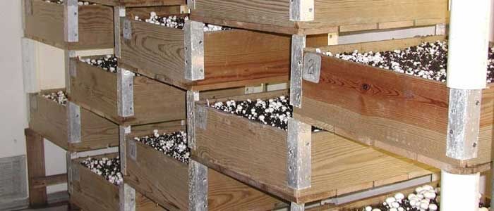 Mantar Yetiştiriciliği Ranza Sistemi