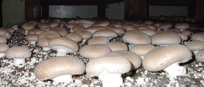 Mantar Yetiştiriciliği Kasa Sistemi Nedir? Mantar Yetiştiriciliği Kasa Sistemi