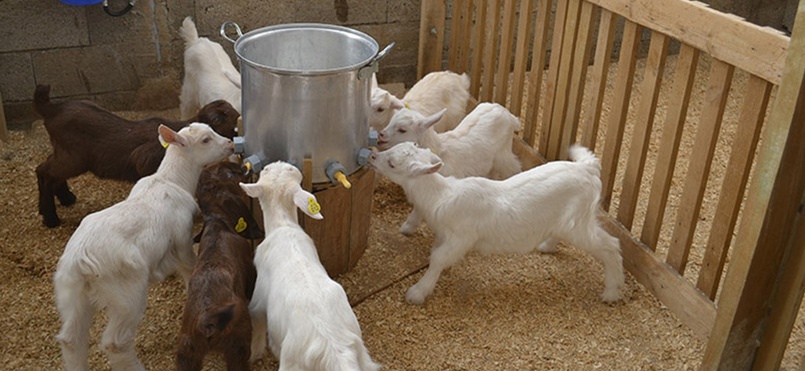 Süt Keçisi Oğlakların Büyütülmesi Nasıl Olmalıdır? Süt Keçisi Oğlakların Büyütülmesi Nasıl Olmalıdır?
