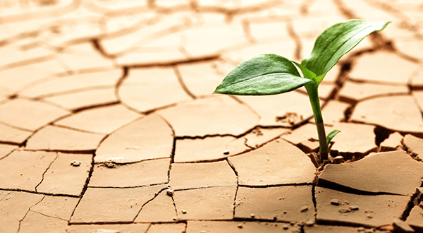 Kuraklığa Toleranslı Bitki Irkları