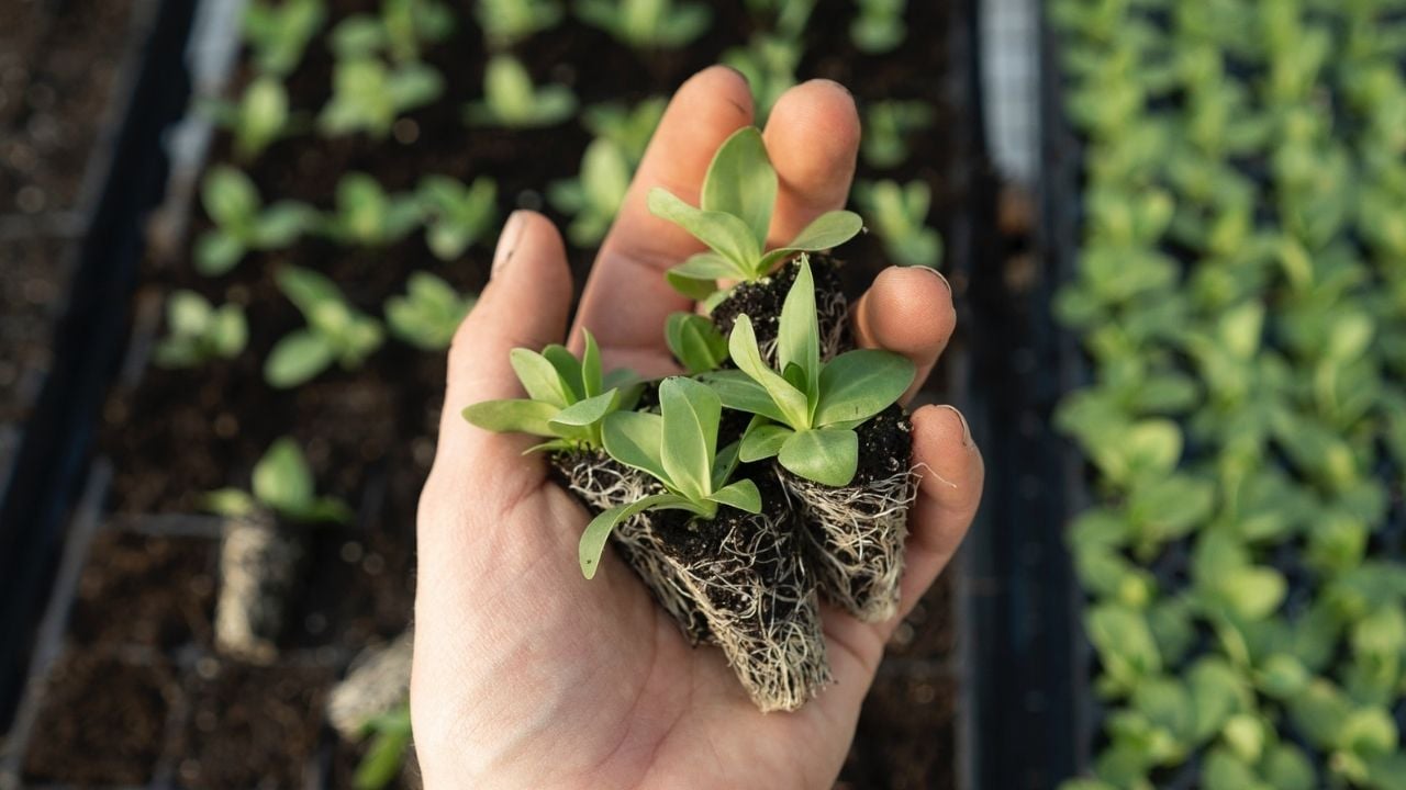 En Hızlı Büyüyen Sebzeler