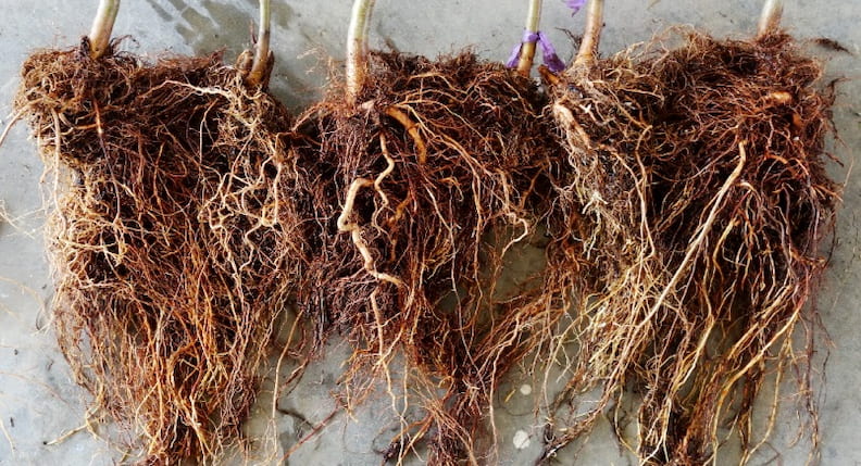 Geliştirilmiş Kök Sistemine Sahip Bitkiler