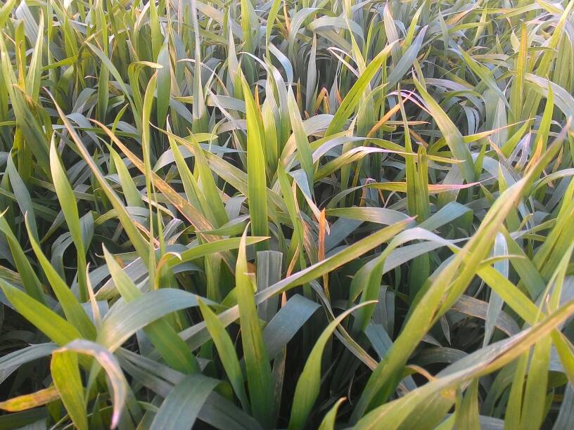 Buğdayda Bahar Aylarında Oluşan Soğuk Zararları Nelerdir?