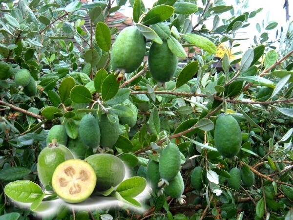 Feijoa Meyvesi Faydaları