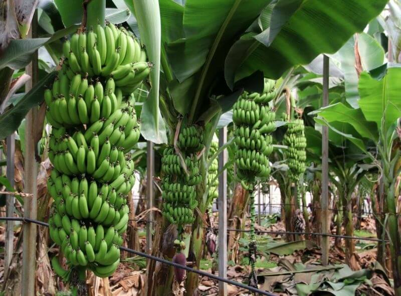 Muz Meyvesi Faydaları