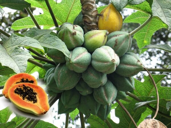 Papaya (Carica Papaya)