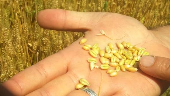 Sertifikalı Buğday Nedir? Sertifikalı Buğday Nedir?