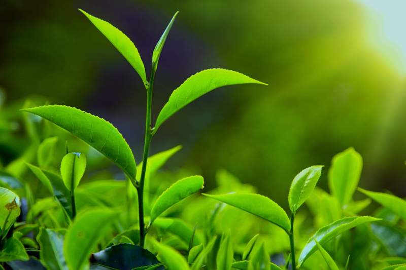 Çay Tarımı Nasıl Yapılır? Çay Tarımı Nasıl Yapılır?