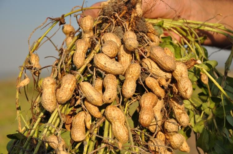 Yerfıstığı Tarımı Nasıl Yapılır?