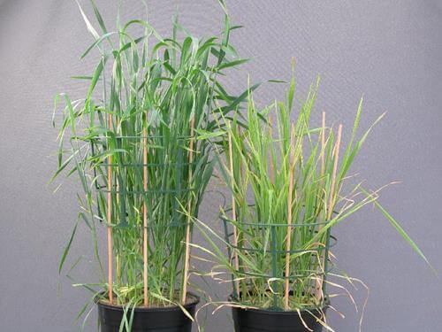 Buğday Taban Ve Yaprak Gübrelemesi