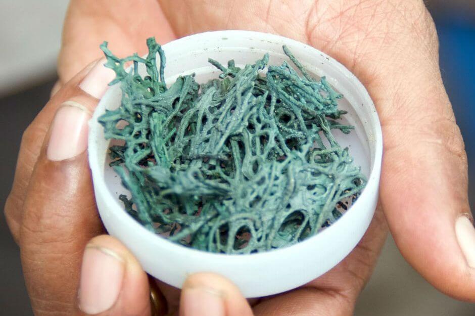 Alg Nedir, Toprak Algleri Nelerdir? Alg Nedir?