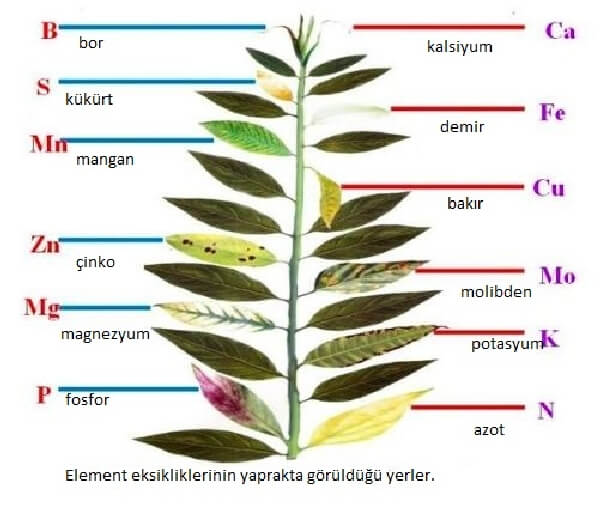 Bitki Besleme Uygulama Kılavuzu