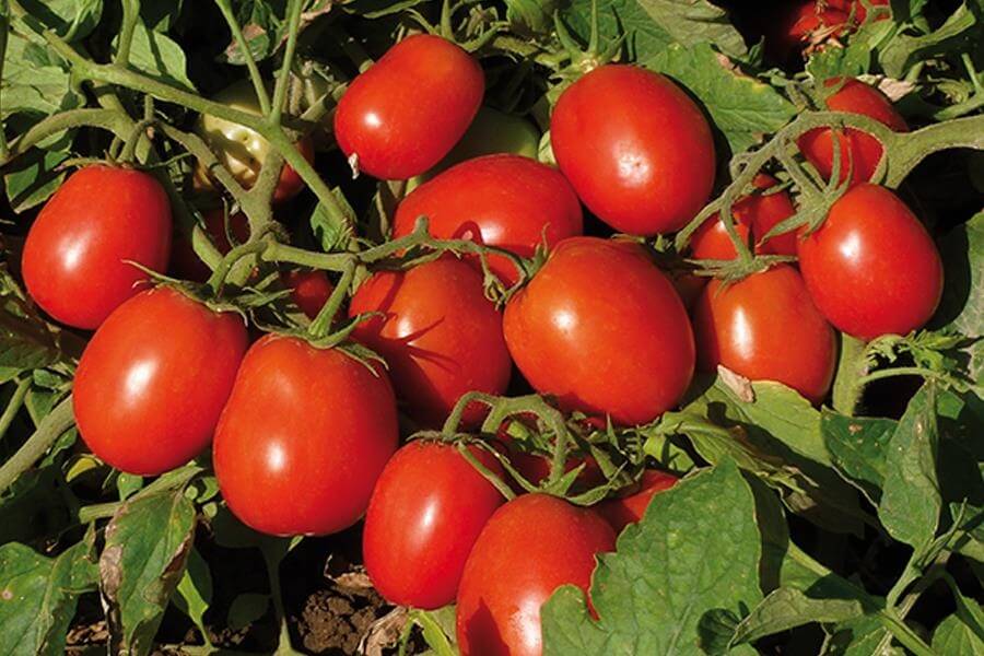 Kolay Domates SalÃ§asÄ± Yapmak sorhocam ile ilgili gÃ¶rsel sonucu