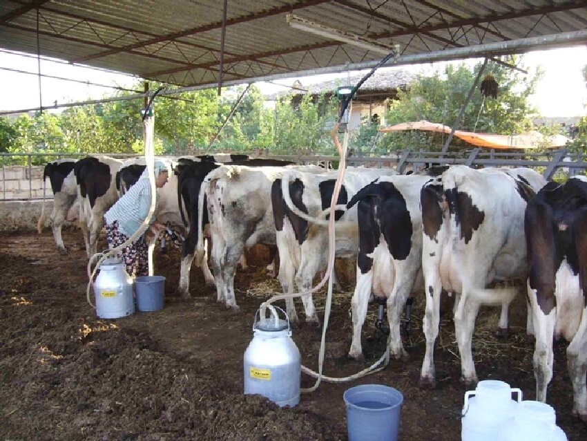 Süt İnekleri Ve Besi Hayvanlarında Kışın Bakımı Nasıl Olmalıdır?