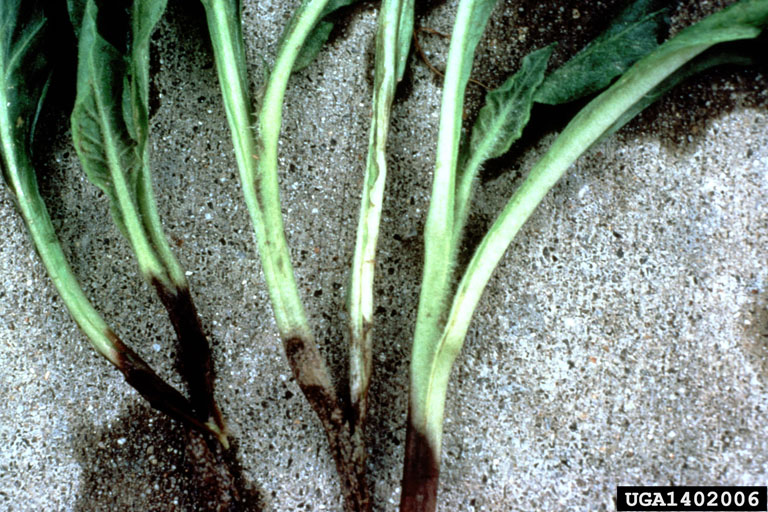 Ani Solgunluk - Çökerten Hastalığı (Pythium Spp.) Ani Solgunluk (Çökerten) Hastalığı