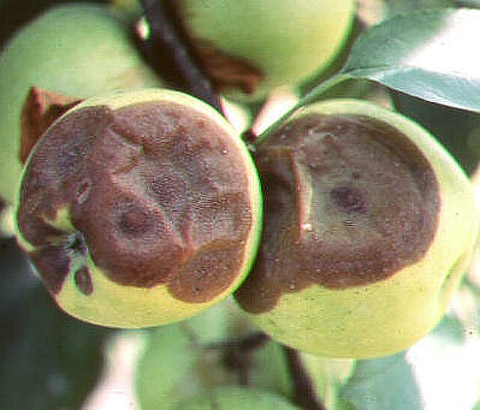 Olgun Meyve Çürüklüğü