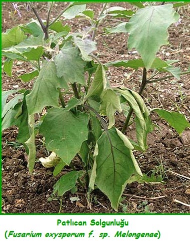 Fusaryum Solgunluğu Nedir?