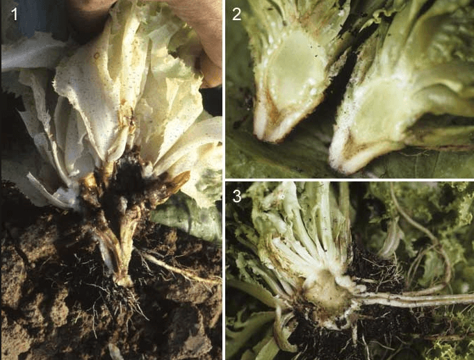 Mantarımsı Kök Çürüklüğü Nedir?