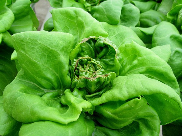 Uç Yanıklığı (Abiyotik) Nedir?