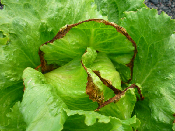 Uç Yanıklığı (Abiyotik) Nedir?