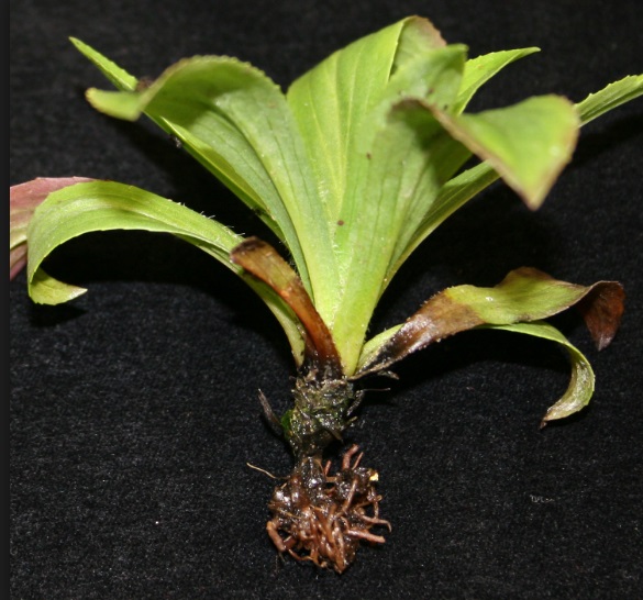 Siyah Kök Çürüklügü Nedir?