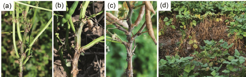 Rhizoctonia Kanseri Nedir?
