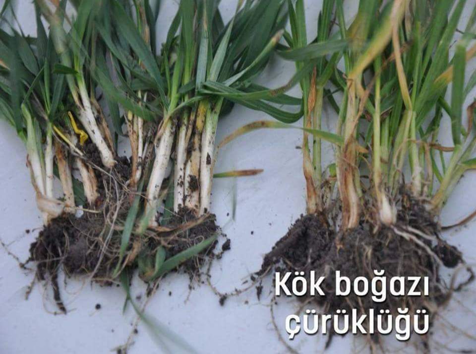 Kök Boğazı Çürüklüğü Hastalığı (Phytophthora Capsici)