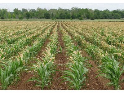 Azot Elementinin Fonksiyonları Nelerdir?