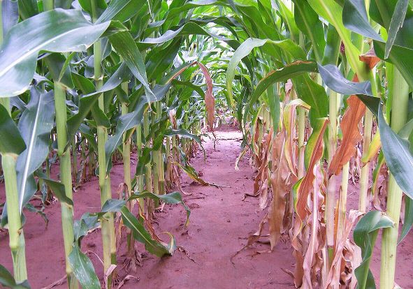 Azot Elementinin Fonksiyonları Nelerdir?